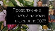 продолжение обзора на хойи. февраль 2025