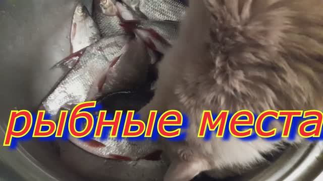 Симба с рыбой