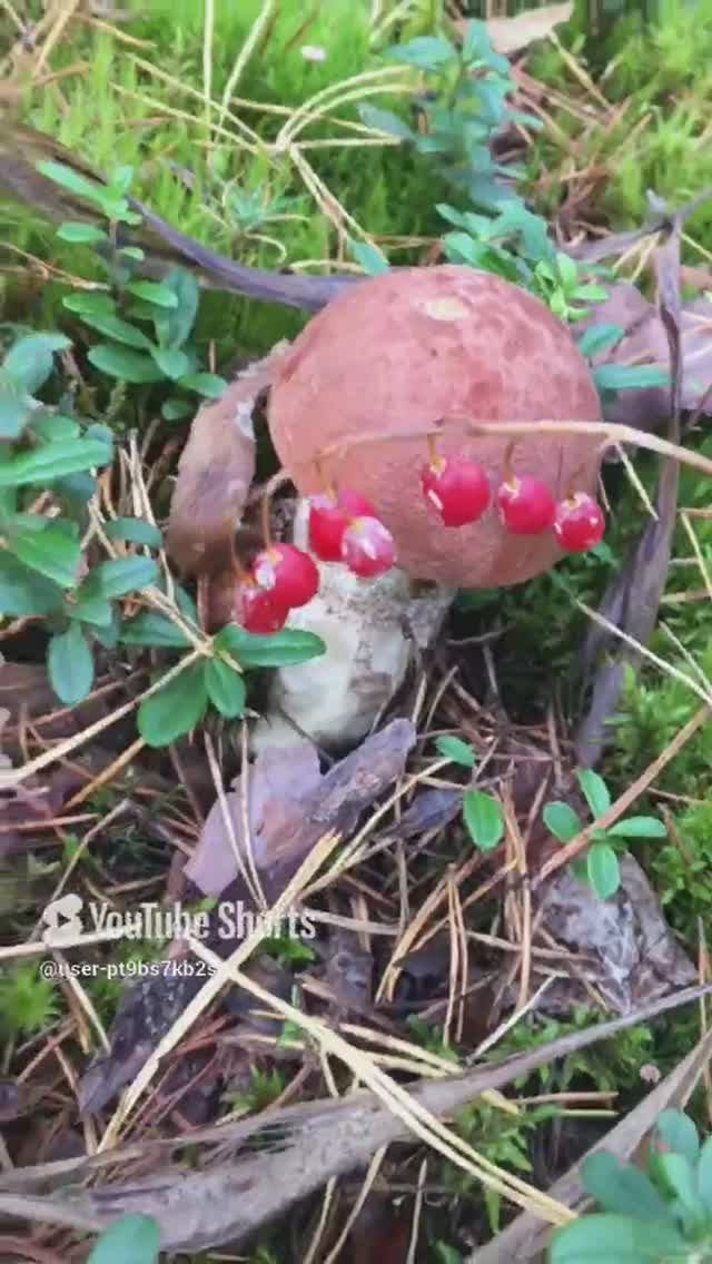 На фоне ягодок#Against the background of berries #sorts #лес #forest