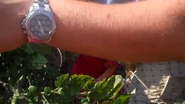 Picking and washing tomatoes :: Сбор и мытье помидоров