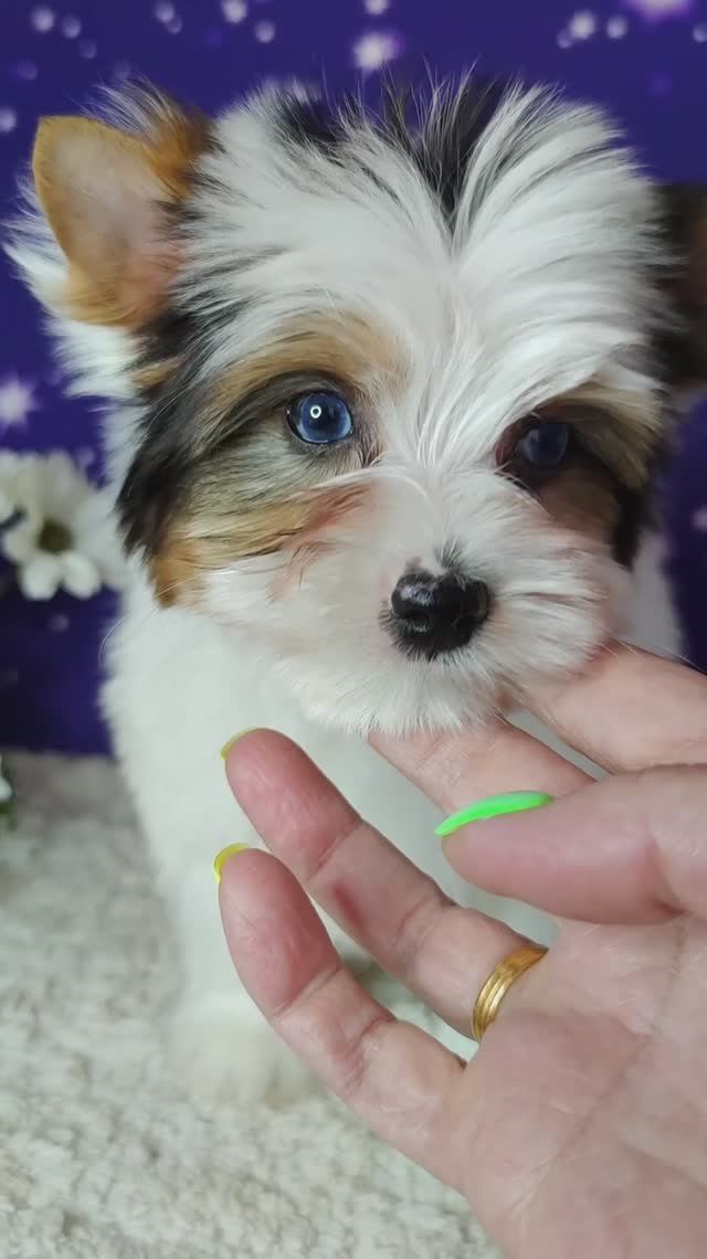 Мальчик блюберри, в продаже.