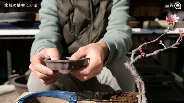【初心者】失敗しない盆栽の植替え方法（桜）【盆栽Q】(1)