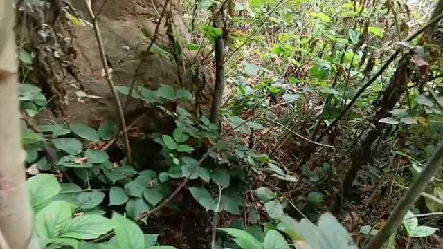 Дольмен в Краснодарском крае