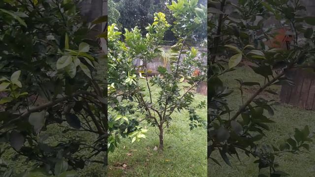 My Ponkan fruit tree bears only 1 fruit...hehehe