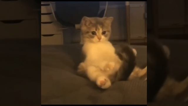 Хвост