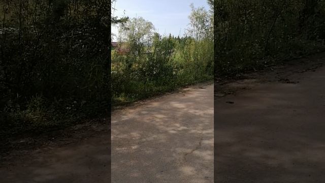 прогулка2
семка 2021. авкуста