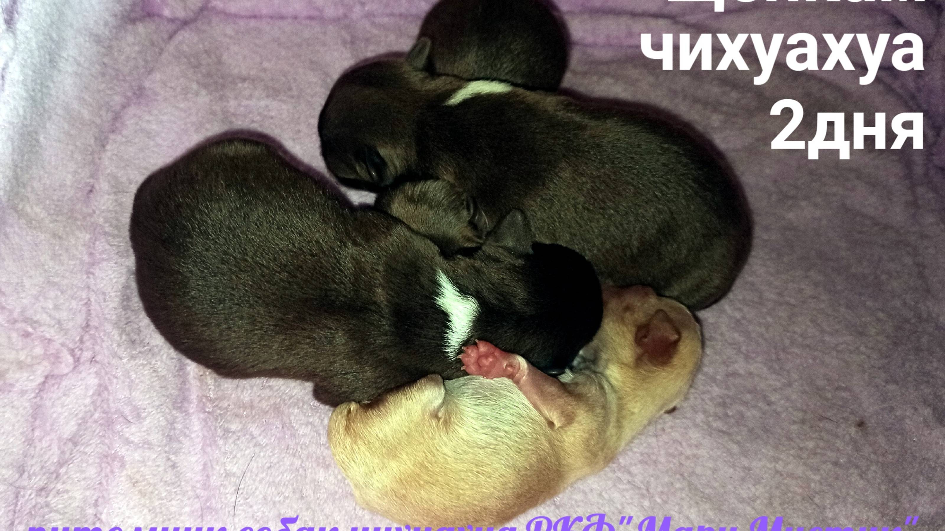 #СТОИТ_ли_подкармливать_ЩЕНКОВ ? 10.02.25 #новорожденные_щенки_прикорм #ВЕС_55_ГРАММ_чихуахуа