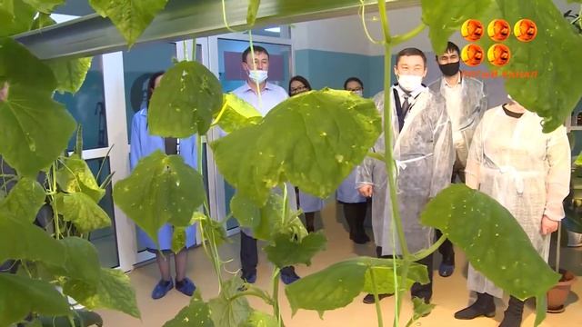 №103 мектеп -лицей ішінде оқушылар қияр өсіріп, жылыжай баптауда.