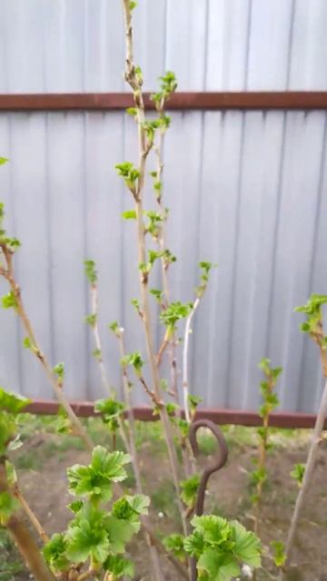 Смородина Селеченская 2 30.03.2024