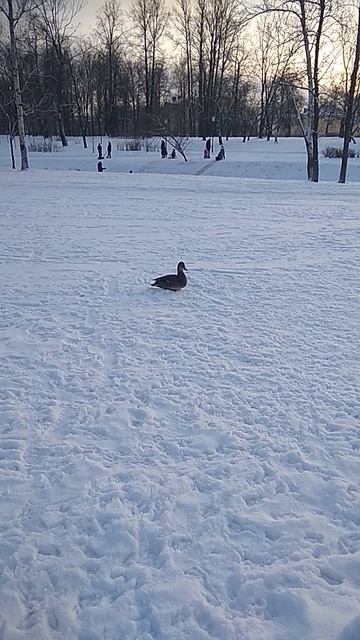 В парке Куракина дача