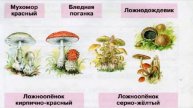 Ядовитые и галлюциногенные грибы