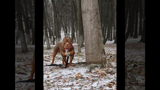 - Будь счастлив, малыш Симба!
- Я счастлив! Смотри!