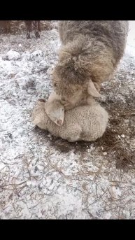 БЕДНЫЕ #ЛучшаяМимикасИИ #покапибаримся #УютныеРецепты