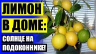 💣 ЛИМОННОЕ ДЕРЕВО КУПИТЬ В СПБ С ПЛОДАМИ 💡 КАК ПОСАДИТЬ ЛИМОН ДОМА ИЗ КОСТОЧКИ ❕