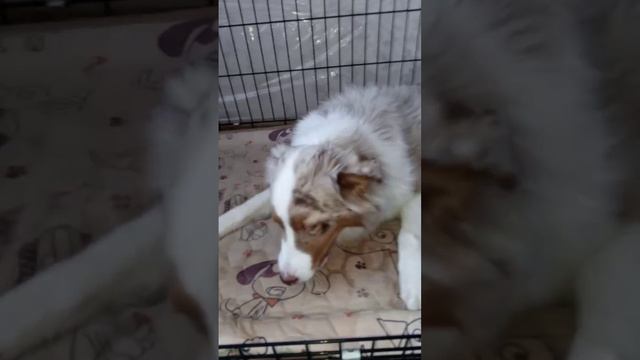 Можно ли давать собакам бананы? Отвечает аусси Грейс :)  Видео от 10.02.2025 г.
