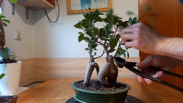 Figowce Bonsai-Aktualizacja i szybkie przesadzanie