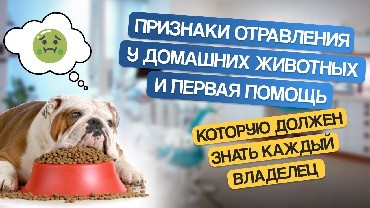 Признаки отравления у домашних животных и первая помощь, которую должен знать каждый владелец