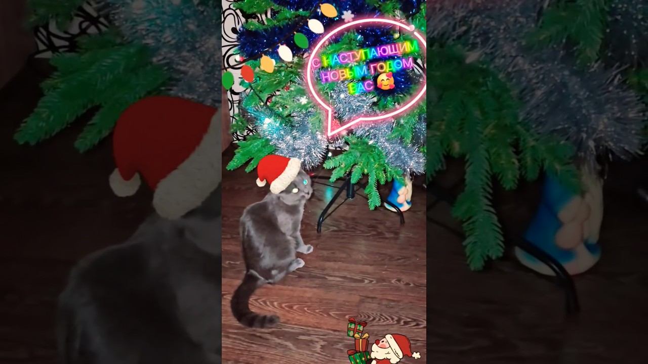 С НОВЫМ ГОДОМ! #catmischief  #shortsjokes #youtube #youtubeshorts #catvideos #viralcats