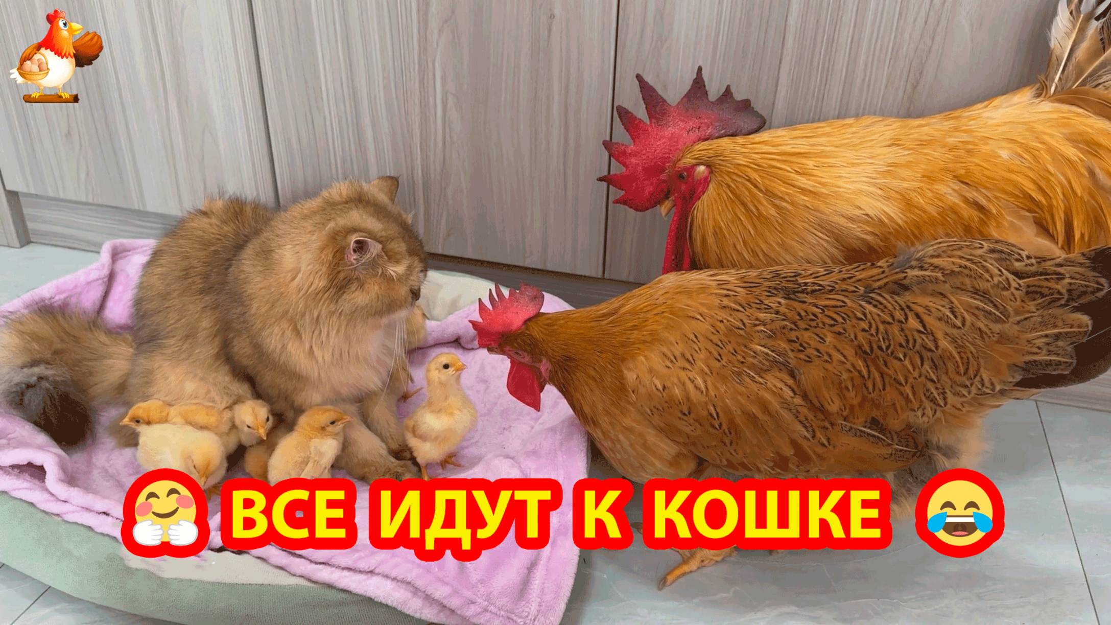 Все идут к главной Кошке 💦🐓❣️ Дружба и авторитет 😂