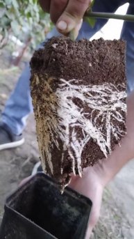 Саженцы ежевики через месяц