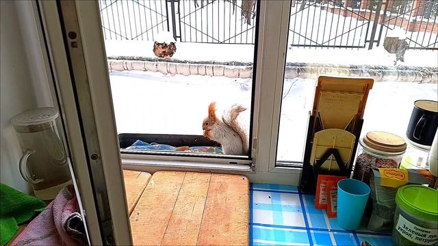 Омские белочки #10.02.2025г.