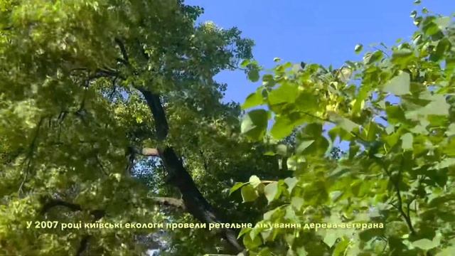 Старовинна липа під небом воєнного Києва