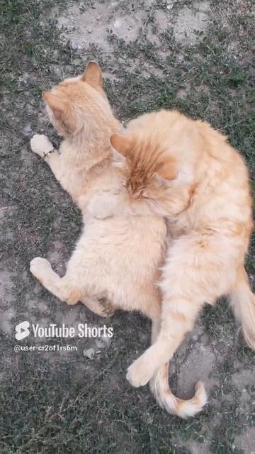 МЫ КОТЫ ДЕРЕВЕНСКИЕ!!!Shors