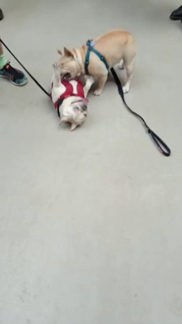 French bulldogs playing #Shorts #Dog #bulldog