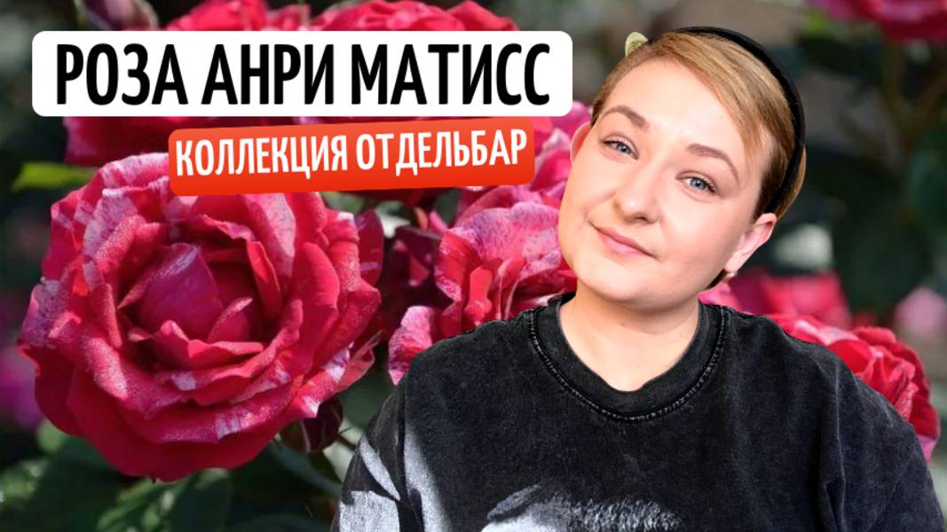 ЛЮДИ И РОЗЫ:РОЗА АНРИ МАТИСС| АНРИ МАТИСС И ЕГО РУССКАЯ "СНЕЖНАЯ КОРОЛЕВА".