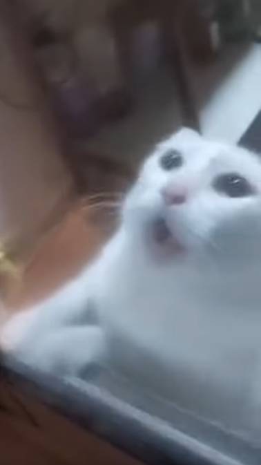 HalfLife Cat