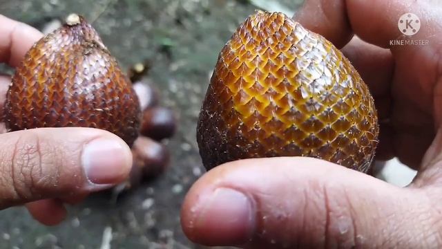 perbedaan salak pondoh dan salak madu