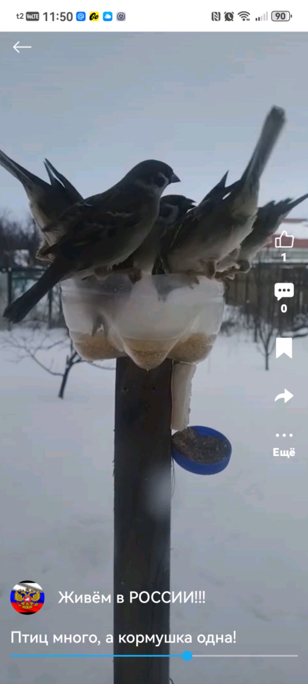 Птицы онлайн
