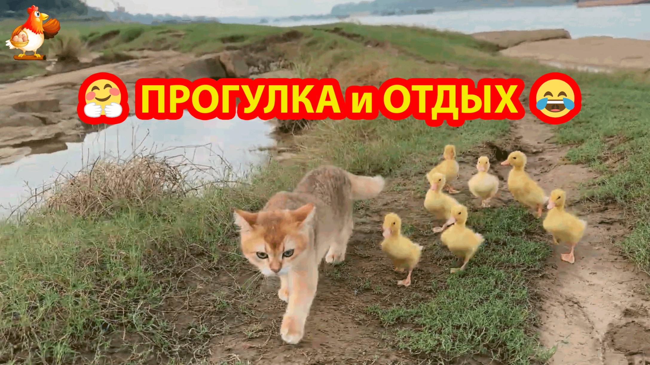 7 утят на прогулке с Кошкой у реки и дома в лежаночке ❣️🥰😂