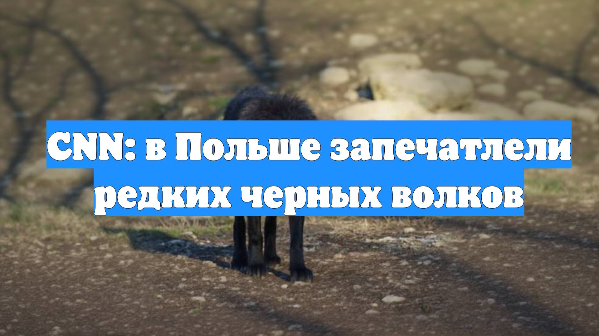 CNN: в Польше запечатлели редких черных волков