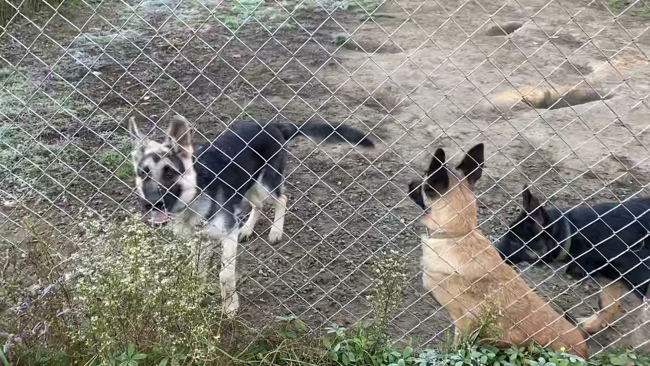 Друзья на прогулке!