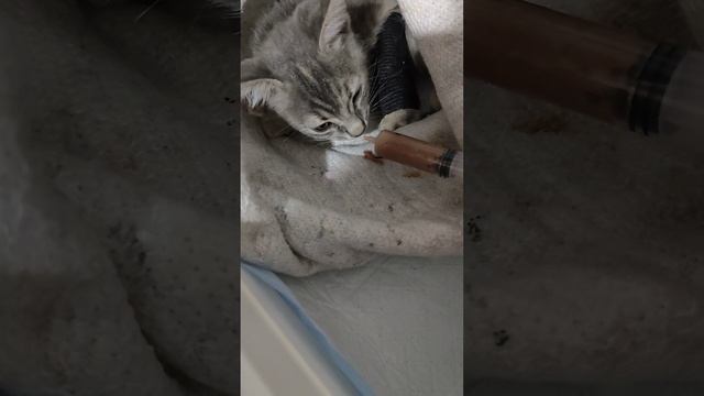 Котенка могли усыпить. стеклянный котенок с дефицитом кальция.