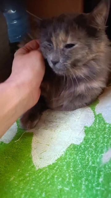 Новый обитатель КотоДома, Дымка.😍