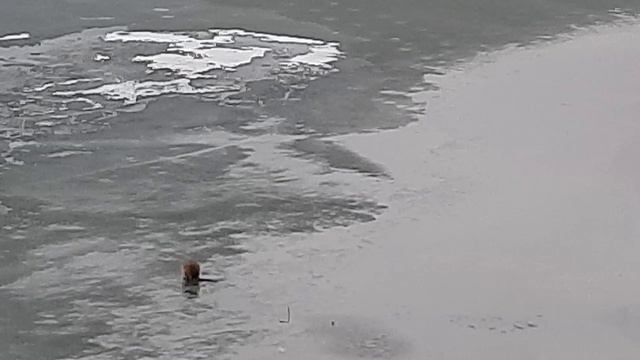 Утки гуляют по весеннему льду,а ондатры резвятся в воде,на протОке р.Ангара(Иркутск-2,14.05.23)