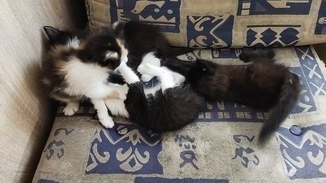 Котята весело играют между собой и радуются жизни