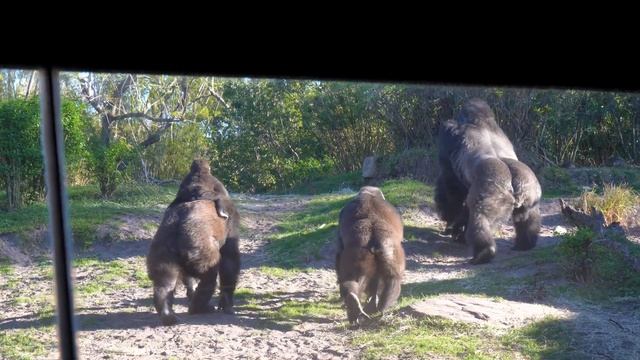 Baby Gorilla at Disney's Animal Kingdom in 4k - Gorilla Falls Exploration Trail - WDW - January 202