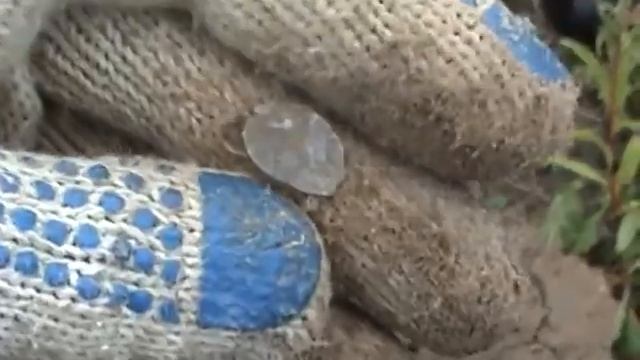 Поиск клада на заросшем поле / Metal Detecting Russia