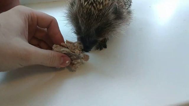 Шея индейки и ёжик [Turkey neck and hedgehog]