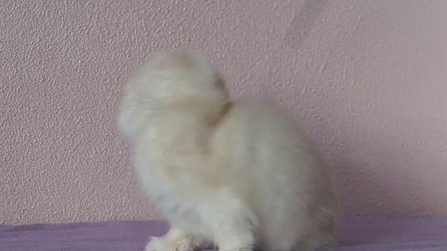 Кошечка, возраст 2,5 мес., хайленд фолд, красивый окрас колорпоинт с белым, ласковая игривая. #сдрпф