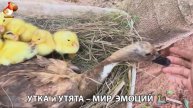 Утка и Утята – мир нежных эмоций 🦆🤗❣️часть (44)