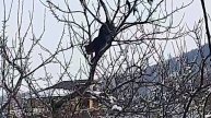 Кошачьи на деревьях.
