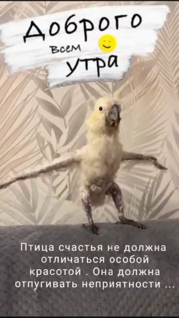 птица счастья