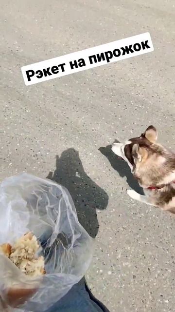 Хаски разговаривает. Битва за пирожок. #дальнобой #хаски #мерседес #husky #truckdriver #dog
