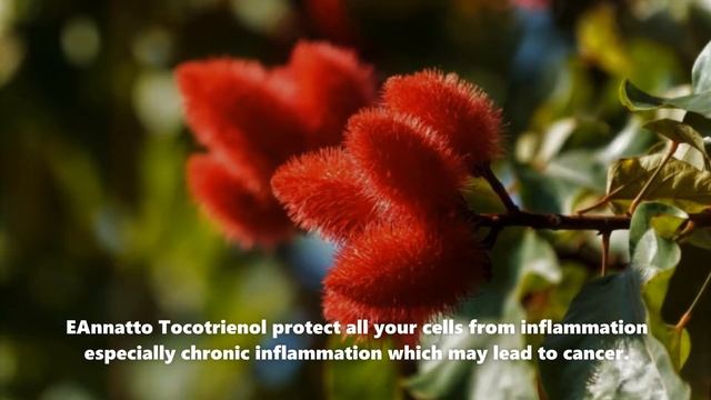 Annatto Tocotrienols DeltaGold