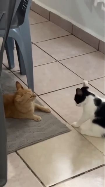 Котик Артист