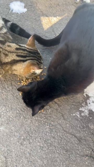 Все эти коты и котята никому не нужны